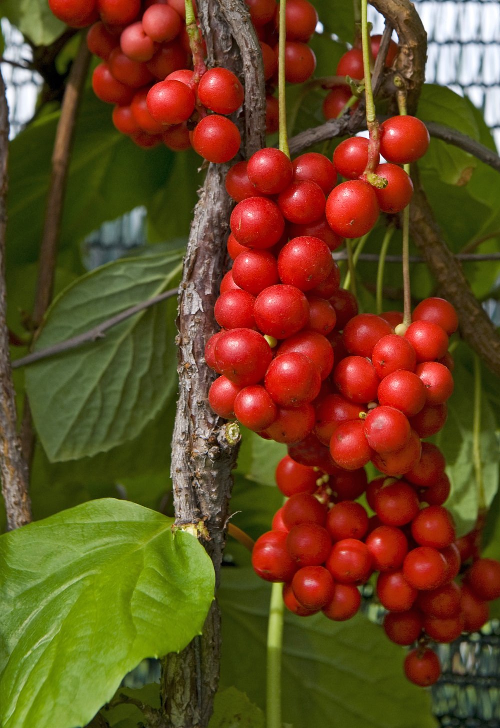 Palsamiköynnös (Sitruunaköynnös)