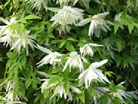 Tarha-alppikärhö 'Albina Plena'