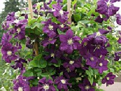 Tarhaviinikärhö ' Etoile Violette '