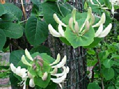 Tuoksuköynnöskuusama 'Inga'