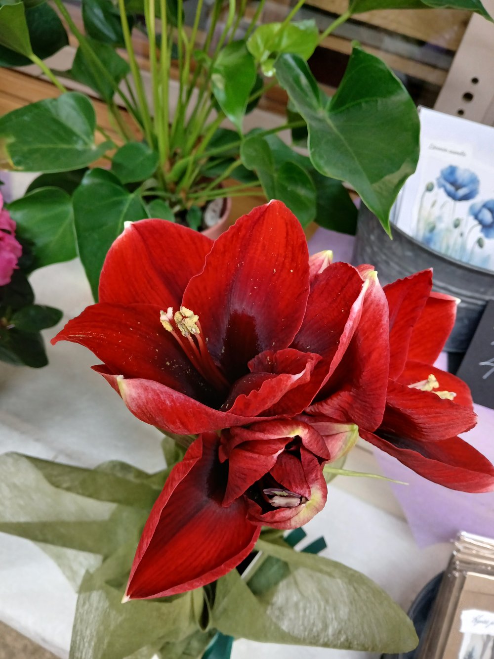 Amaryllis eli ritarinkukka