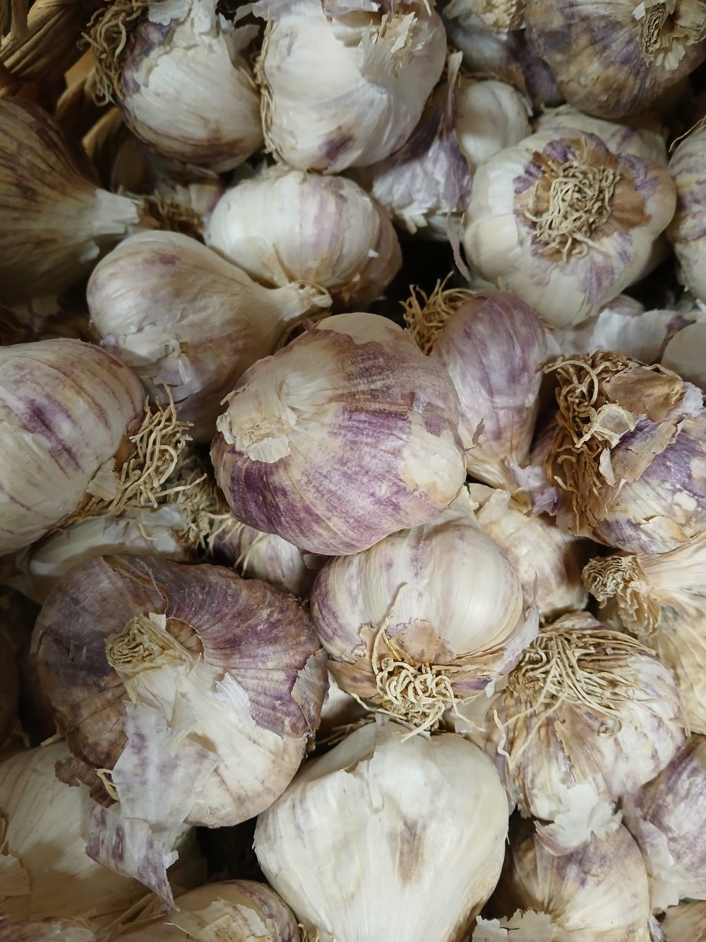 Talvivalkosipuli 'Germidour'