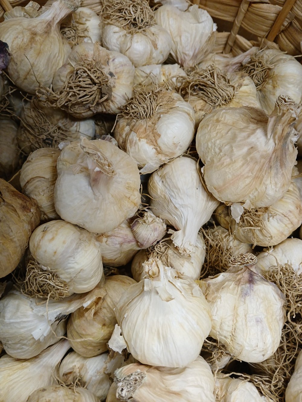 Talvivalkosipuli 'Messidrome'