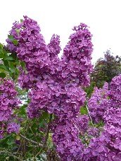 Jalosyreeni ´Charles Joly´