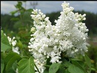 Jalosyreeni ´Mme Lemoine´