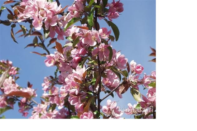 Purppuraomenapuu 'Kadetti'