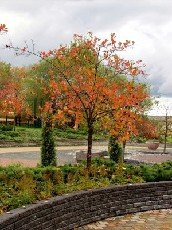 Marja-aronia eli pihlonia 'Viking'