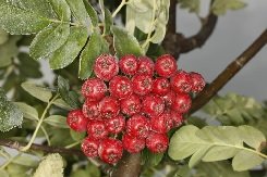 Marjapihlaja 'Burka'