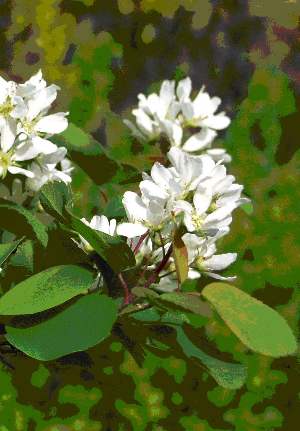 Marjatuomipihlaja 'Obelisk'