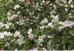 Paratiisiomenapuu'Erstaa'