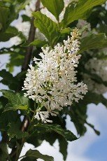 Puistosyreeni 'Tammelan Kaunotar'