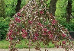 Purppuraomenapuu ´Royal Beauty´