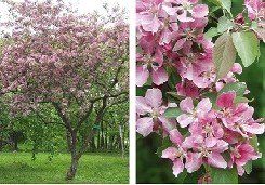 Purppuraomenapuu 'Hopa'