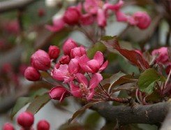 Purppuraomenapuu 'Wabiscaw'