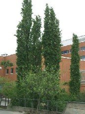 Pylväshaapa 'Erecta'