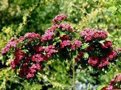 Ruusuorapihlaja 'Paul's Scarlet'