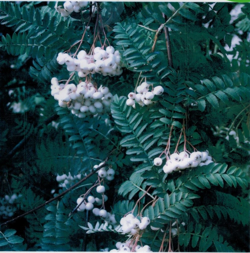 Valkomarjapihlaja ´Nova´