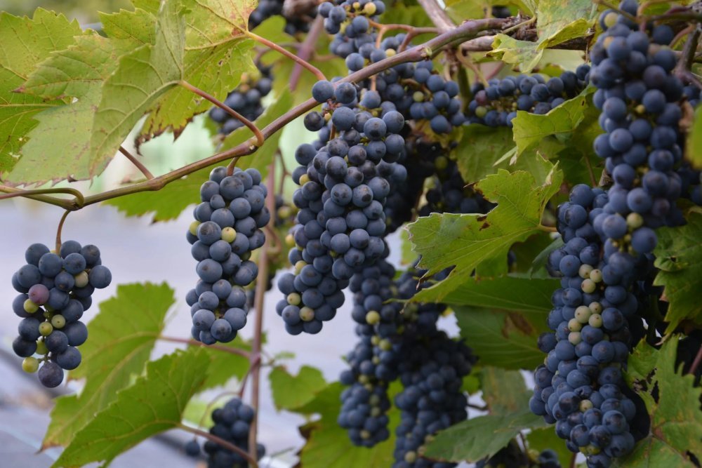 Aitoviiniköynnös ´Leon Millot´