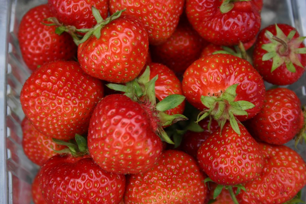 Puutarhamansikka 'Kaunotar'