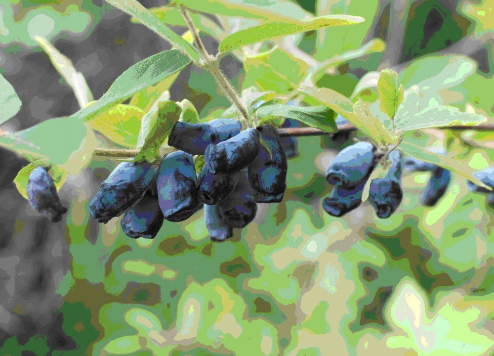 Hunajamarja ´Honeybee´