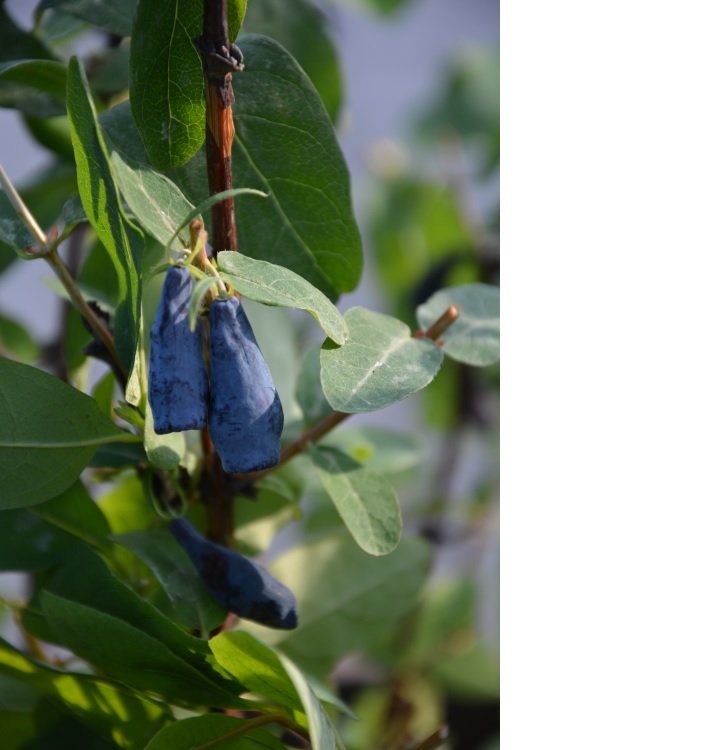 Hunajamarja Jättiläisen Tytär ( `Docz Velikana` )