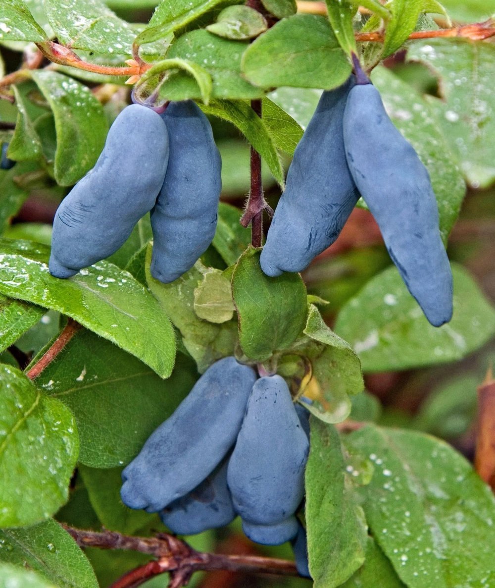 Hunajamarja 'Poju' ( ´Zojka´)