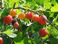 Karviainen 'Lepaan Punainen'