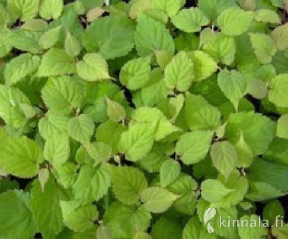 Kiinanlaikkuköynnös 'Annikki'