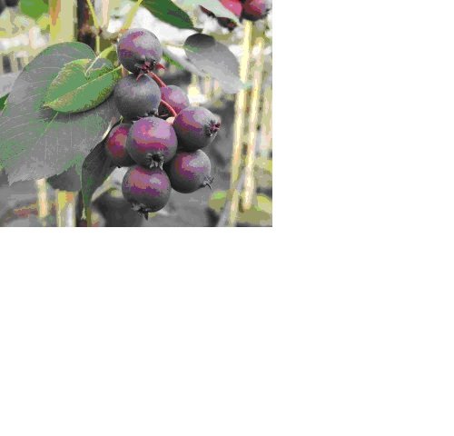 Marjatuomipihlaja ( Saskatoon ) ´Northline´