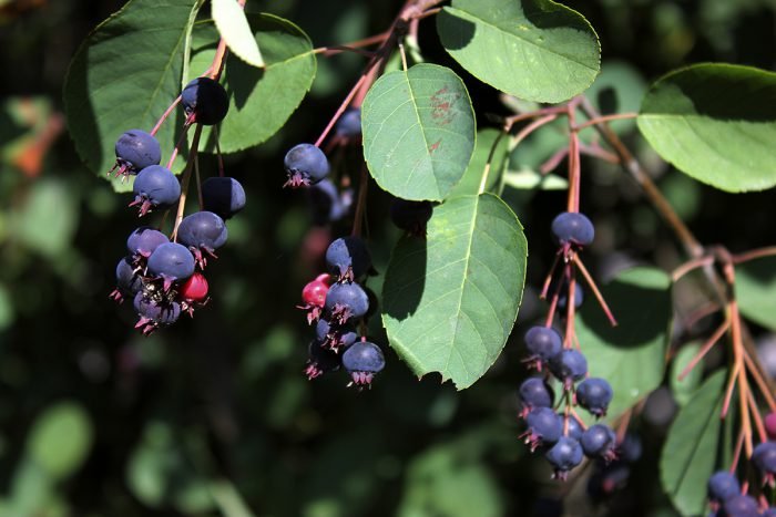 Marjatuomipihlaja ´Thiessen´