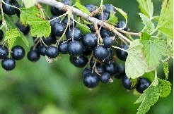 Mustaherukka 'Mikael'