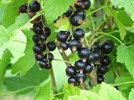 Mustaherukka ´Melalahti´