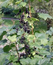 Mustaherukka 'Mortti'