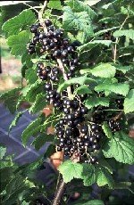 Mustaherukka 'Öjebyn'