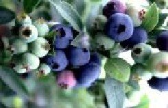 Pensasmustikka 'North Blue'