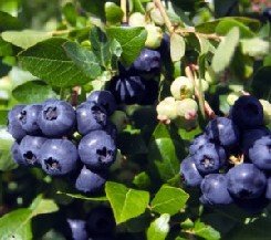 Pensasmustikka 'Patriot'