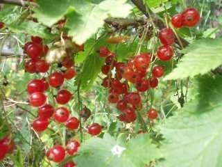 Punaherukka ´Katri´ FinE