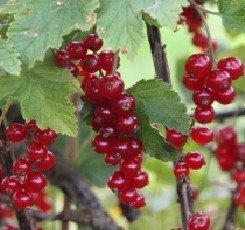 Punaherukka ´Punahilkka´ FinE