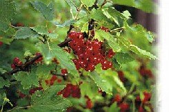 Punaherukka 'Punainen Hollantilainen'