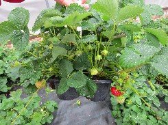 Puutarhamansikka 'Polka'