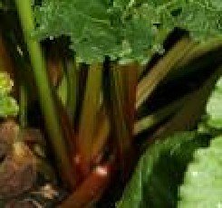 Raparperi 'Victoria'