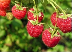 Jättivadelma ´Glen Ample´