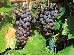 Tarhaojukkaviini 'Zilga'