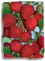 Vadelma 'Ottawa' 9 cm ruukku