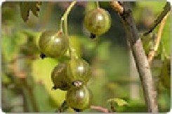 Viherherukka 'Vilma'