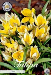 Parvitulppaani tarda