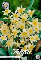 Kääpiötulppaani turkestanica