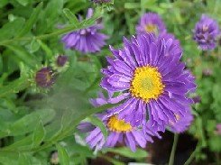 Alppiasteri ' Dunkle Schöne'