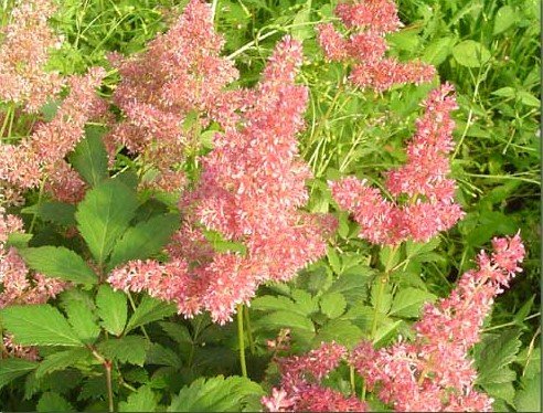 Japaninjaloangervo 'Bremen'