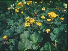 Kallionauhus 'Desdemona'